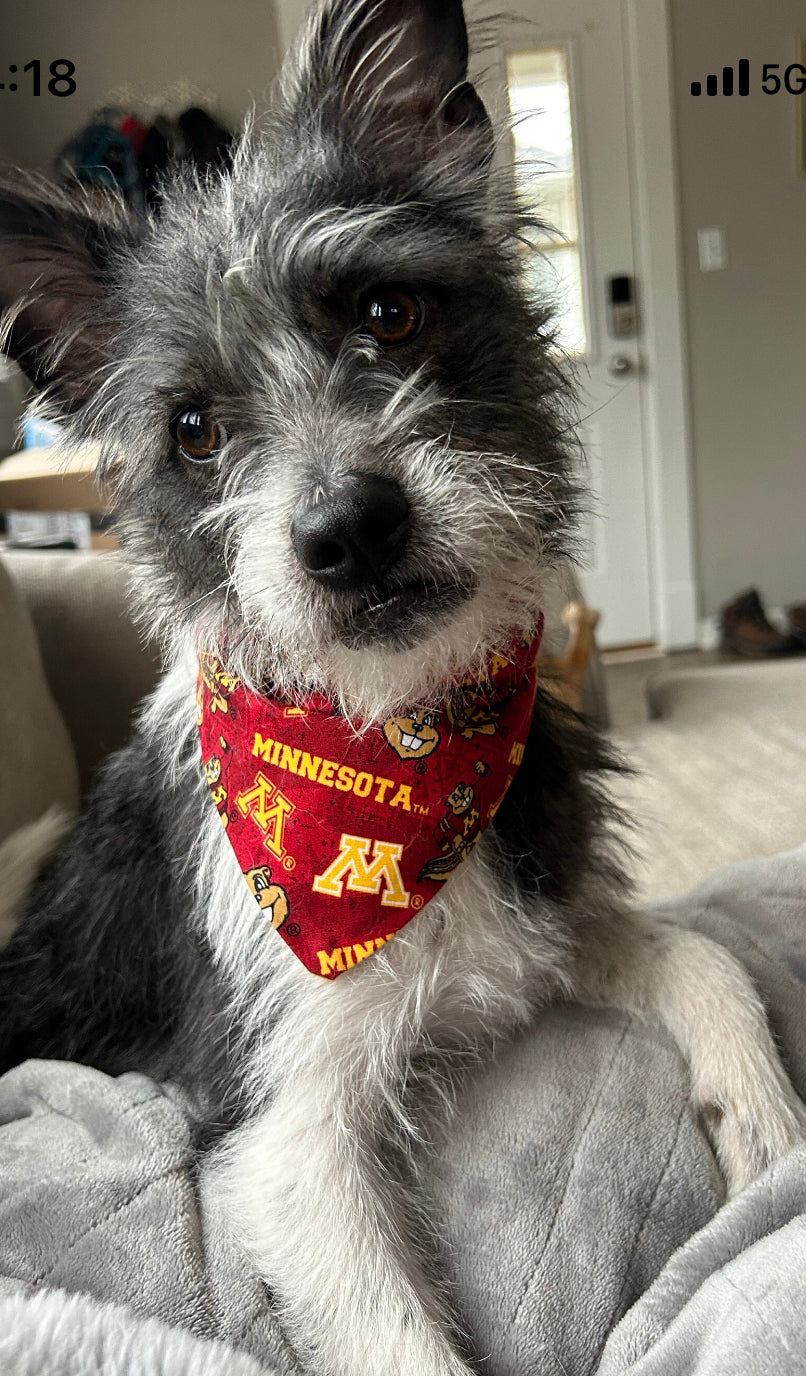 Cat & Dog Bandanas